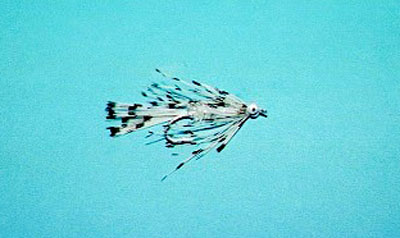 God helårsflue i saltvann!